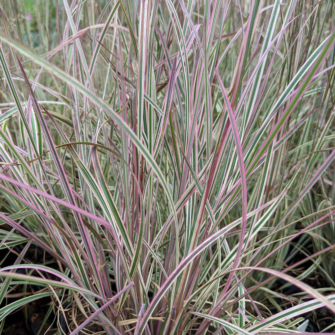 Little Bluestem 'Chameleon' - Native Gardeners