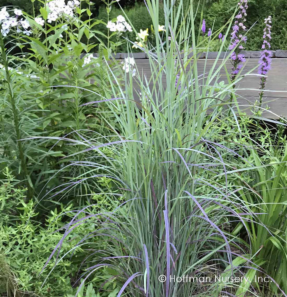 Little Bluestem 'Twilight Zone' - Native Gardeners