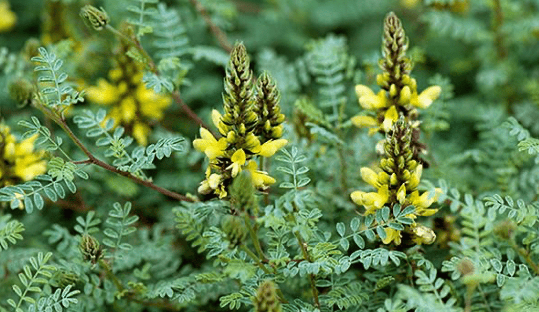 Sierra Gold Dalea - Native Gardeners