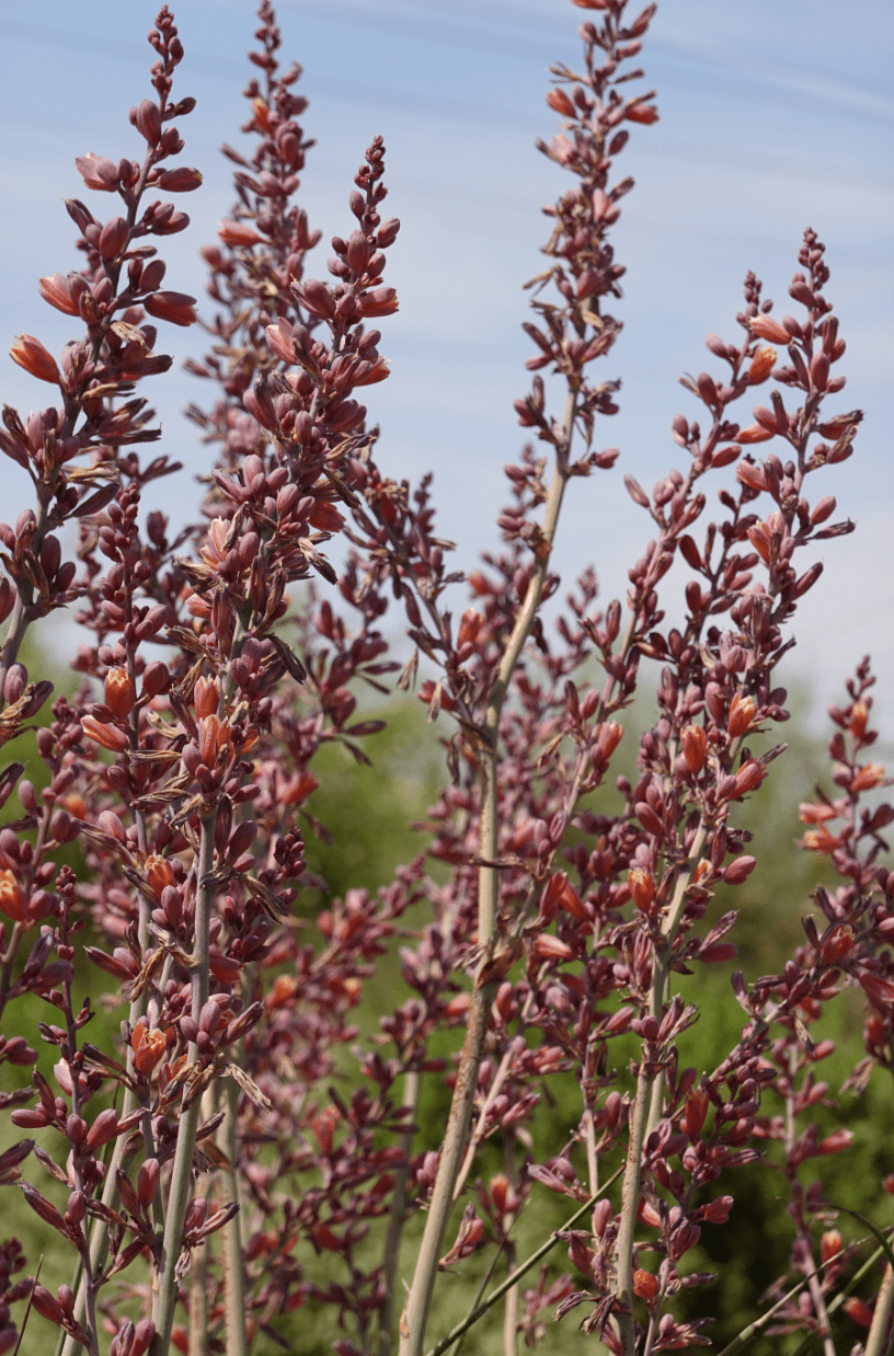 Hesperaloe 'Desert Dusk' - Native Gardeners