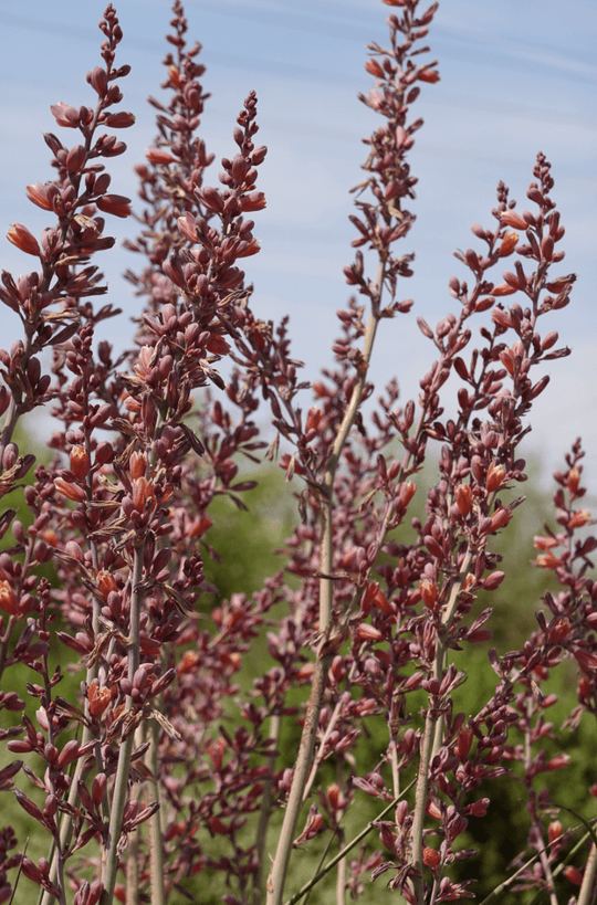 Hesperaloe 'Desert Dusk' - Native Gardeners