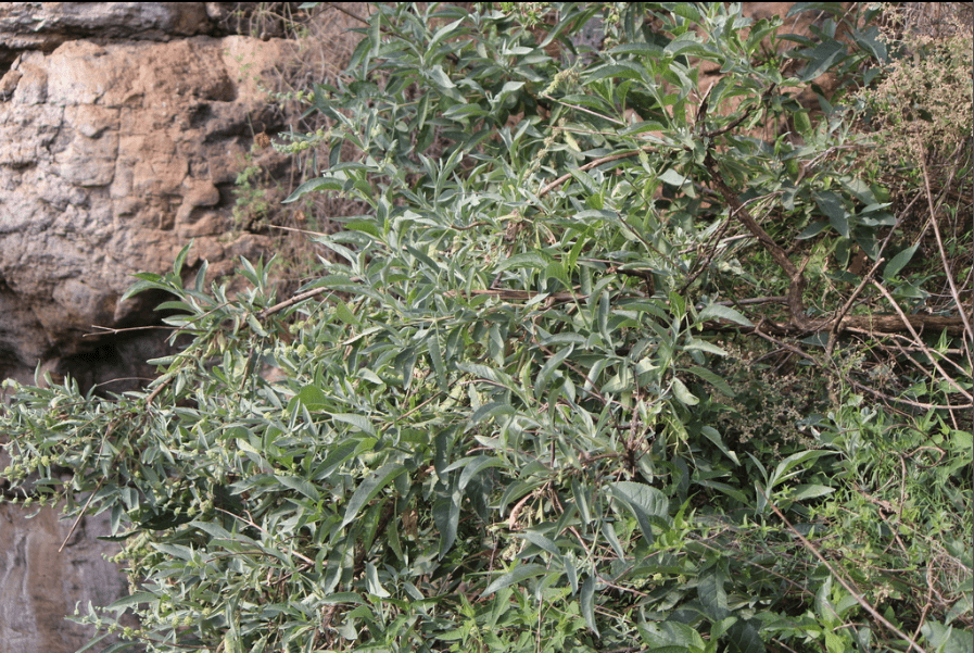 Rio Grande Butterfly Bush - Native Gardeners