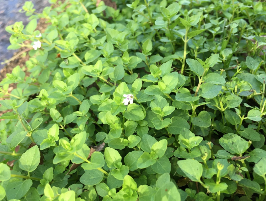 Browne's Savory - Native Gardeners