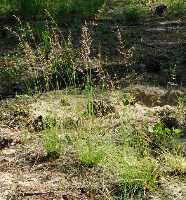 Pineywoods Dropseed - Native Gardeners