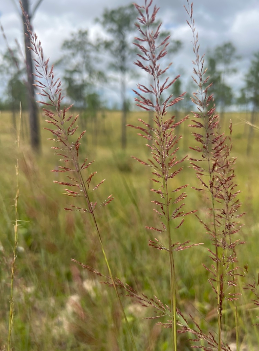 Pineywoods Dropseed - Native Gardeners