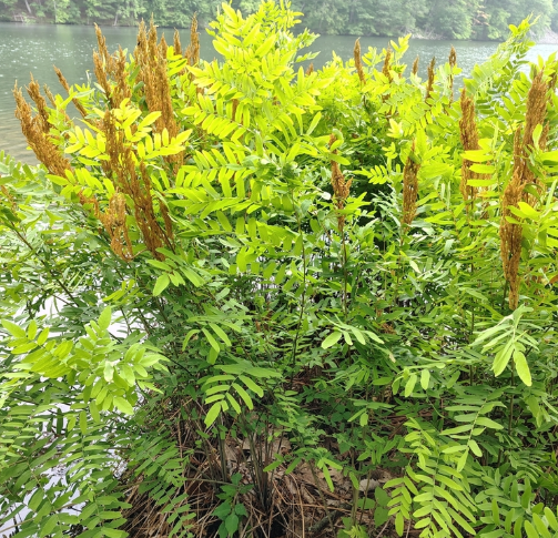 American Royal Fern - Native Gardeners