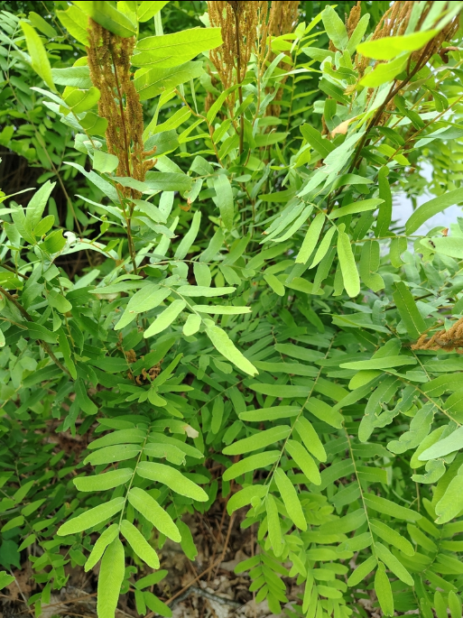 American Royal Fern