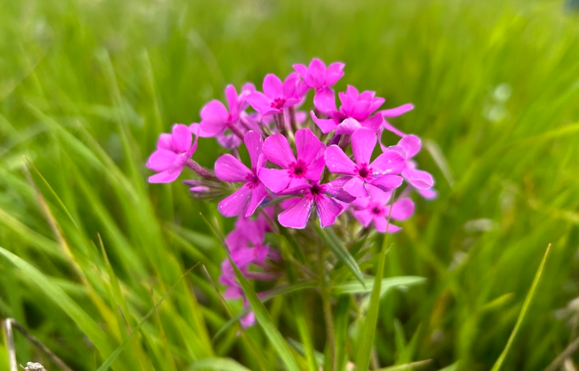 Downy Phlox - Native Gardeners