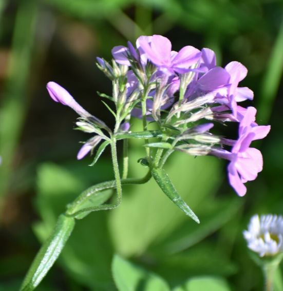 Downy Phlox - Native Gardeners