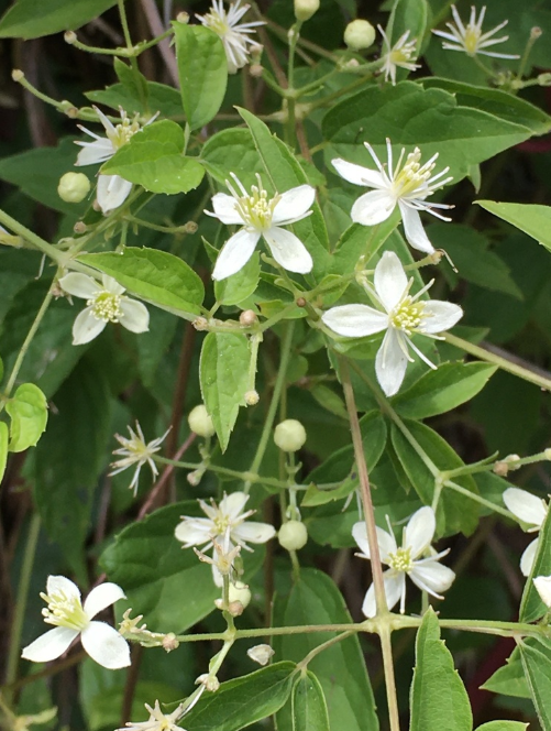Old Man’s Beard - Native Gardeners