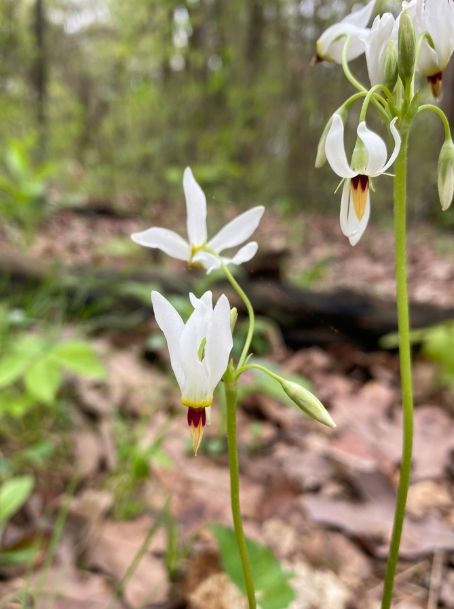 Shooting Star - Native Gardeners