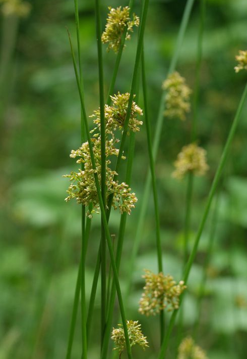 Soft Rush - Native Gardeners
