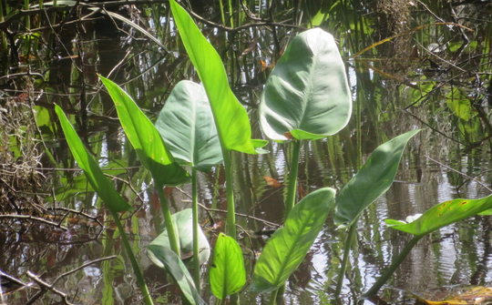 Green Arrow Arum - Native Gardeners