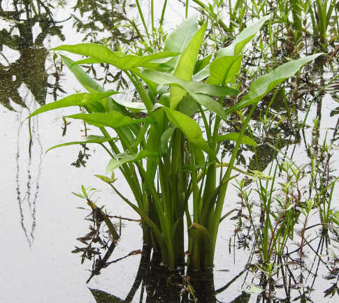 Green Arrow Arum - Native Gardeners