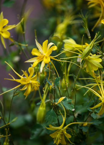 Texas Gold Columbine