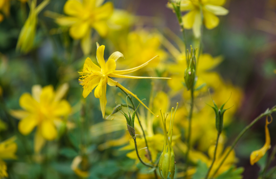 Texas Gold Columbine