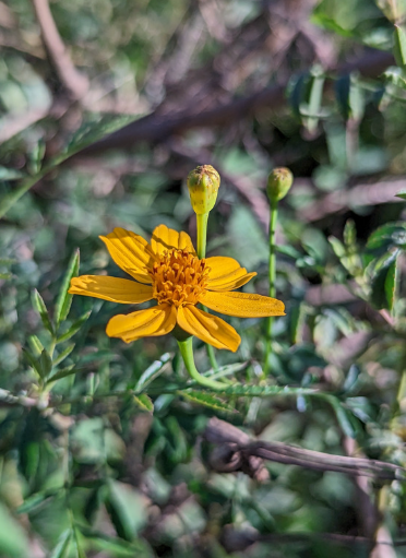 Copper Canyon Daisy