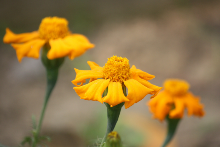 Copper Canyon Daisy
