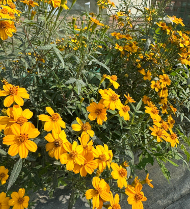 Copper Canyon Daisy