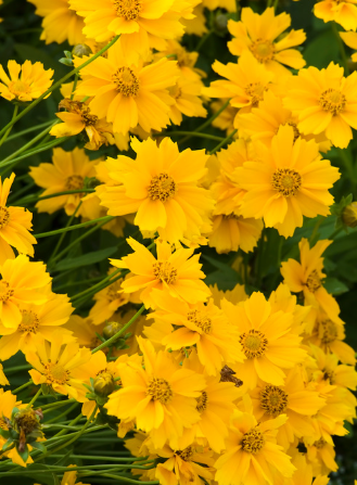 Lanceleaf Coreopsis