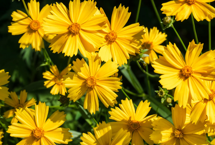 Lanceleaf Coreopsis