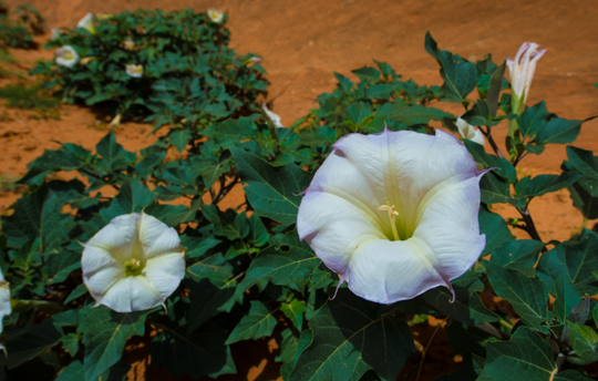 Datura