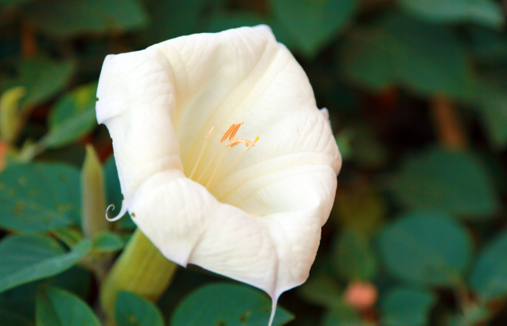 Datura