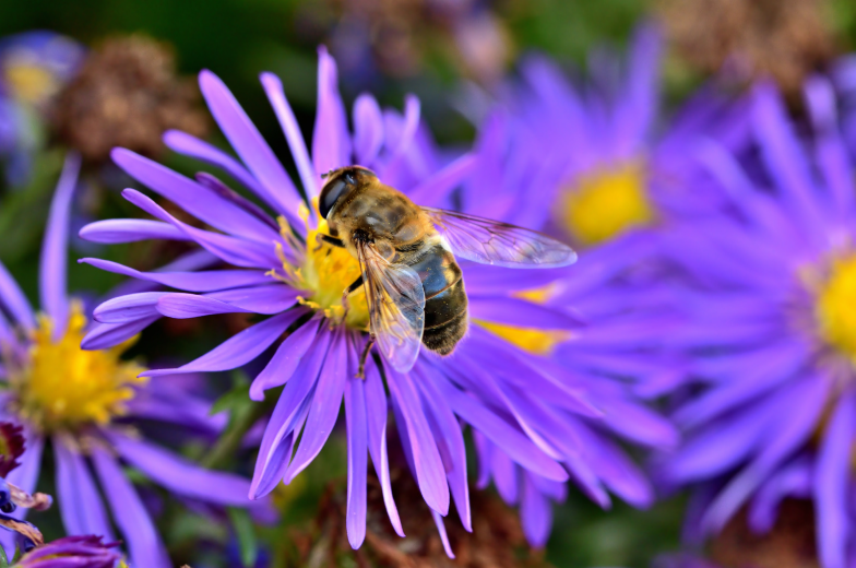 Fall Aster