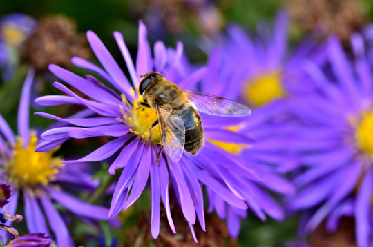 Fall Aster