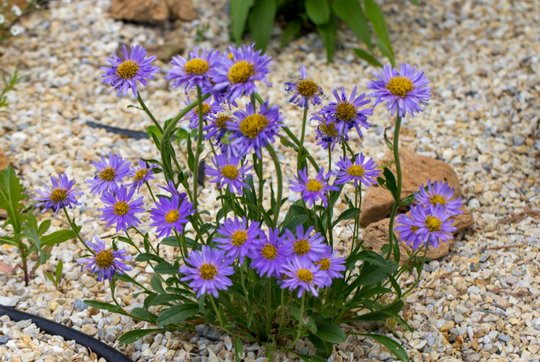 Fall Aster