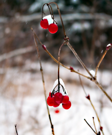 Red Chokeberry