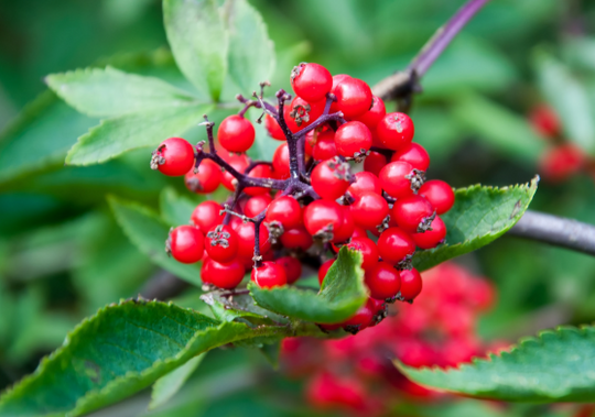 Red Chokeberry