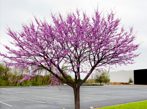 Eastern Redbud - Native Gardeners