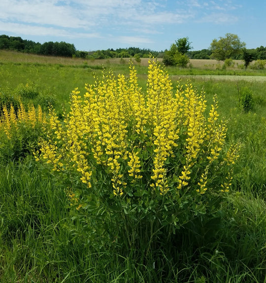 Yellow Wild Indigo - Native Gardeners