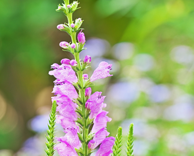 Fall Obedient Plant