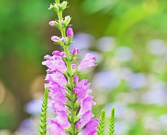 Fall Obedient Plant