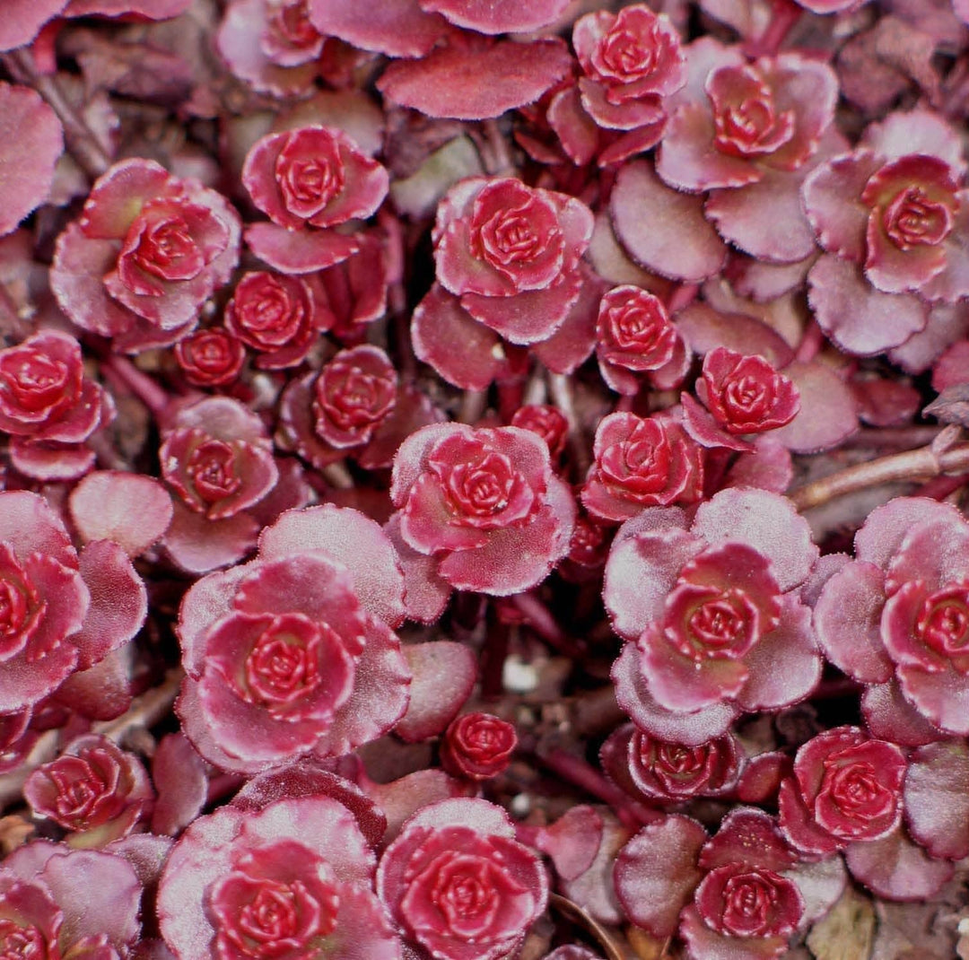 Sedum 'Dragon's Blood' - Native Gardeners