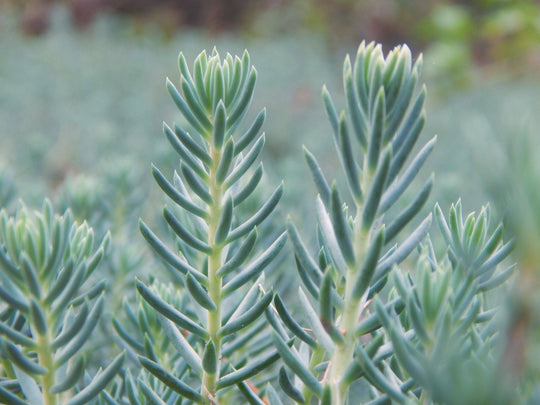 Sedum 'Blue Spruce' - Native Gardeners