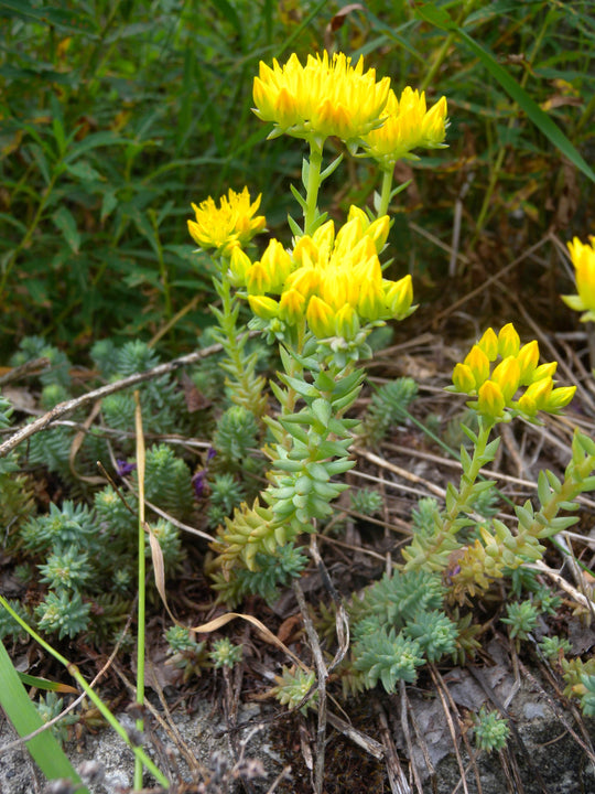 Sedum 'Blue Spruce' - Native Gardeners