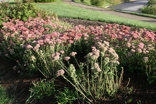 Sedum 'Autumn Joy' - Native Gardeners