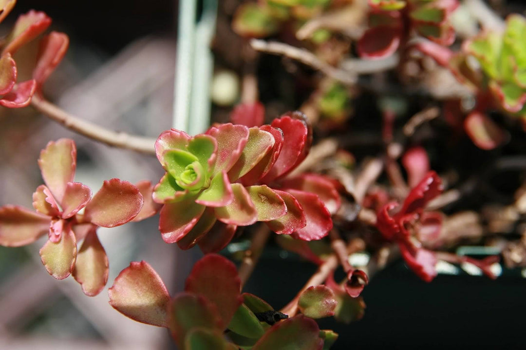 Sedum 'Dragon's Blood' - Native Gardeners