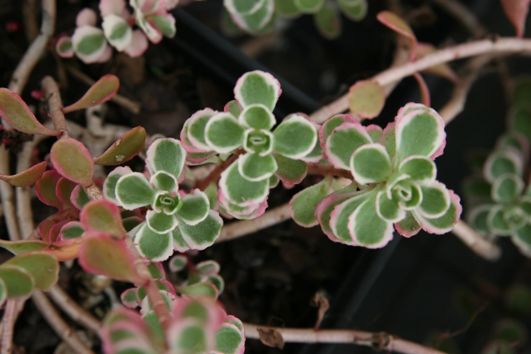tricolor sedum spurium succulent Sedum spurium 'Tricolor' 4 Inch