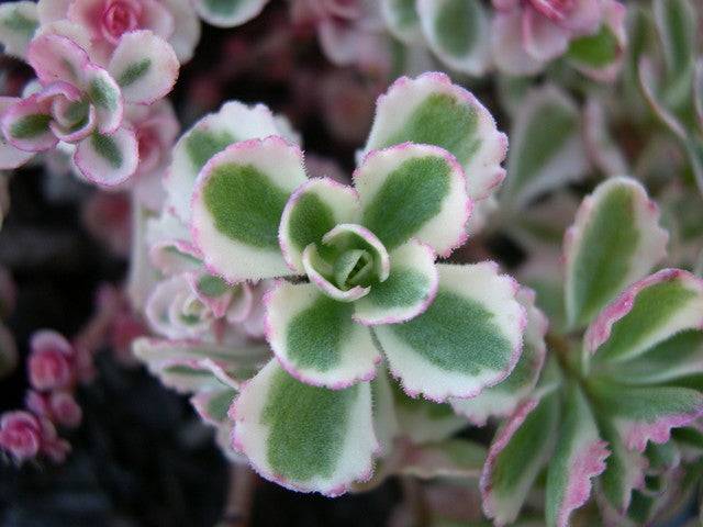 succulent tricolor Sedum spurium 'Tricolor' 4 Inch