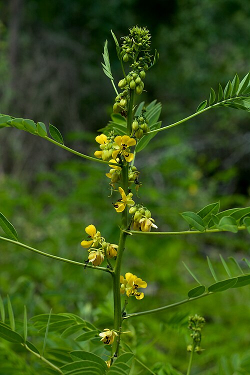 Maryland Wild Senna - Native Gardeners