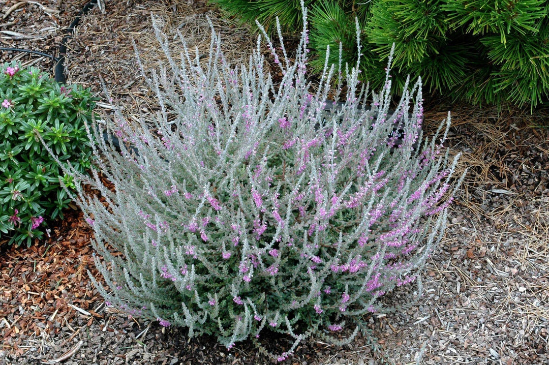 Texas Sage 'Silver Cloud' - Native Gardeners