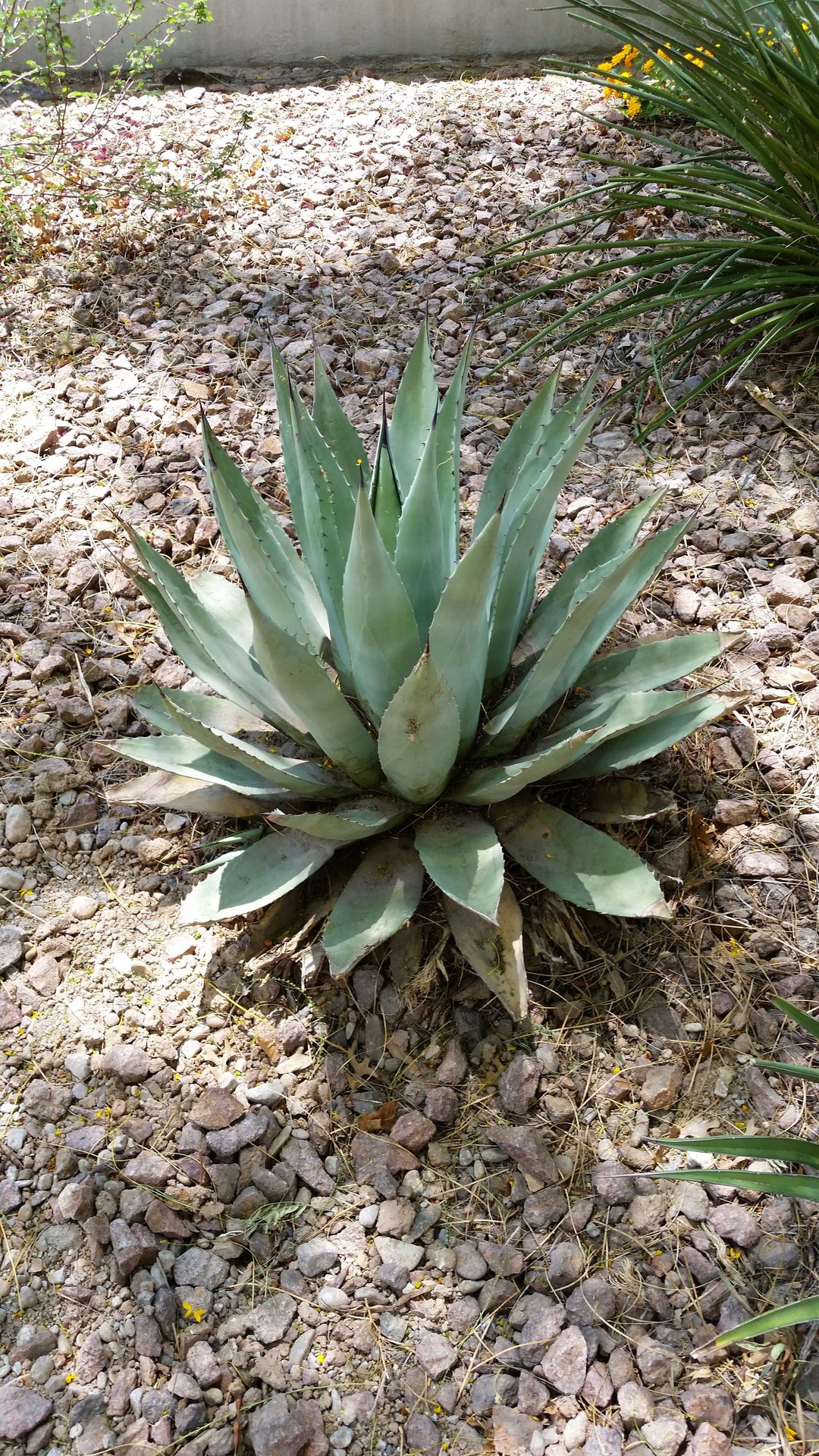 Agave 'Havard's Century Plant' in yard 