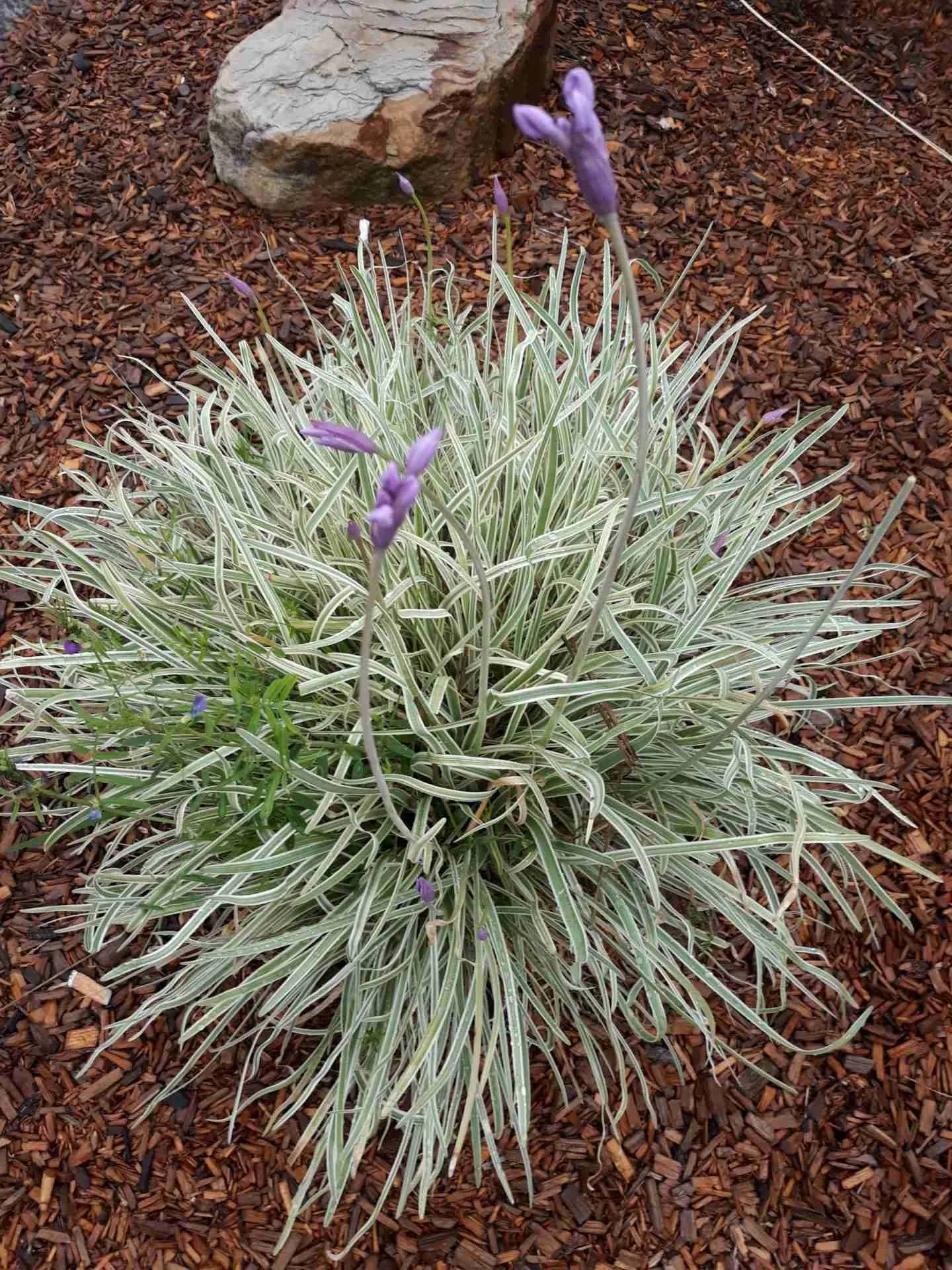 Society Garlic - Variegated