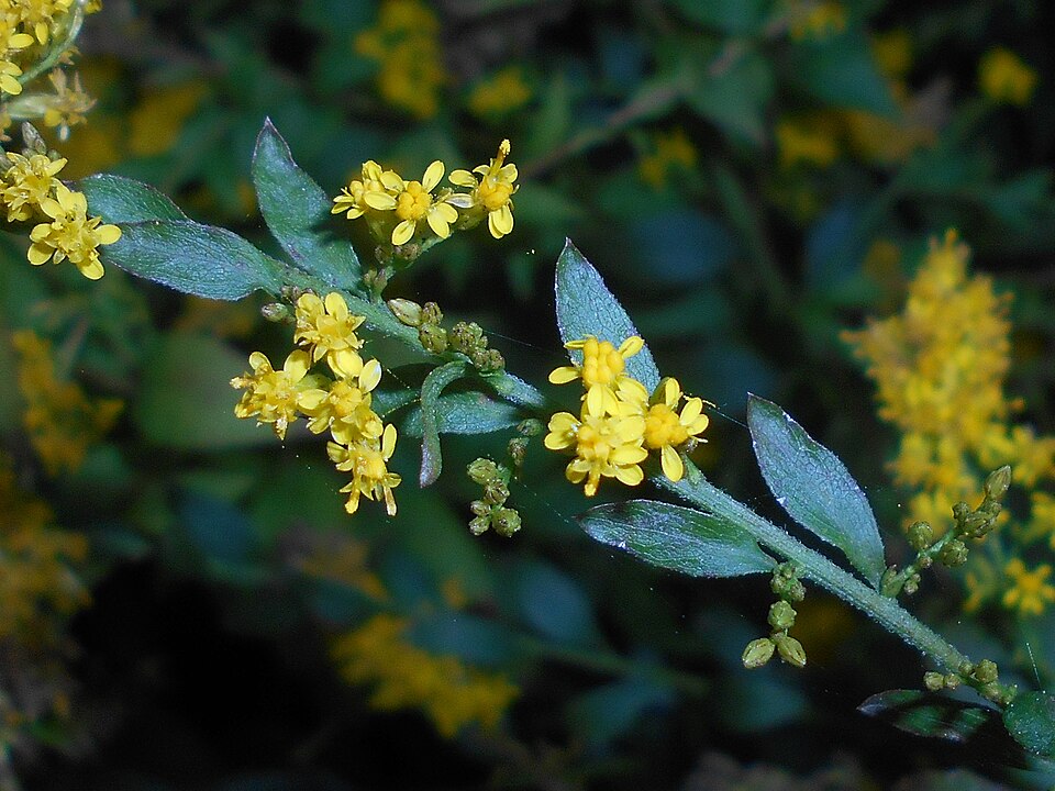Elm Leaf Goldenrod - Native Gardeners