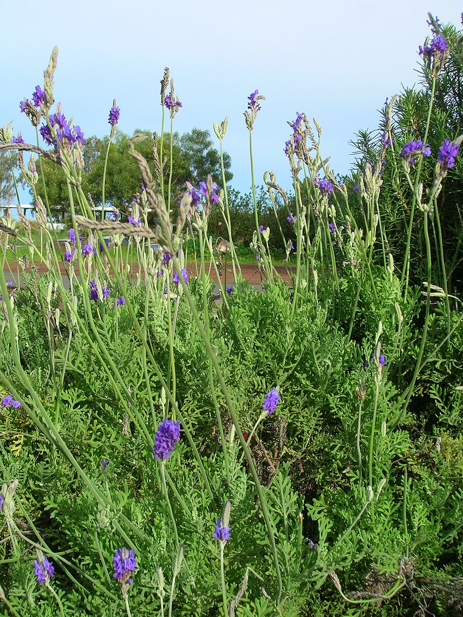 Fernleaf Lavender