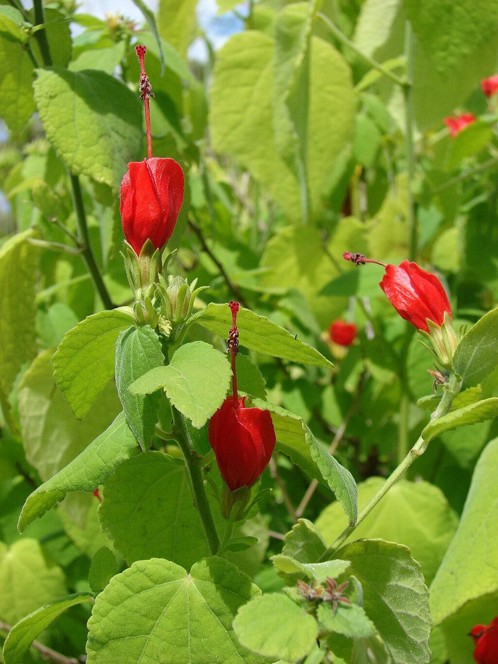 Native Turk Cap Turk's Cap 'Big Momma' – Native Gardeners